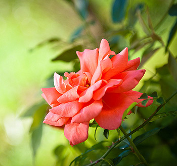 批发价格实惠的服务器攻击方式