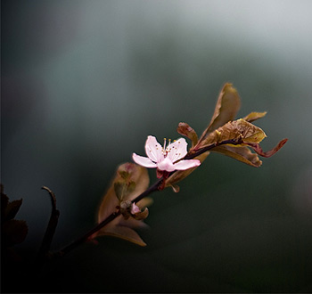 正版去哪买的服务器攻击方式
